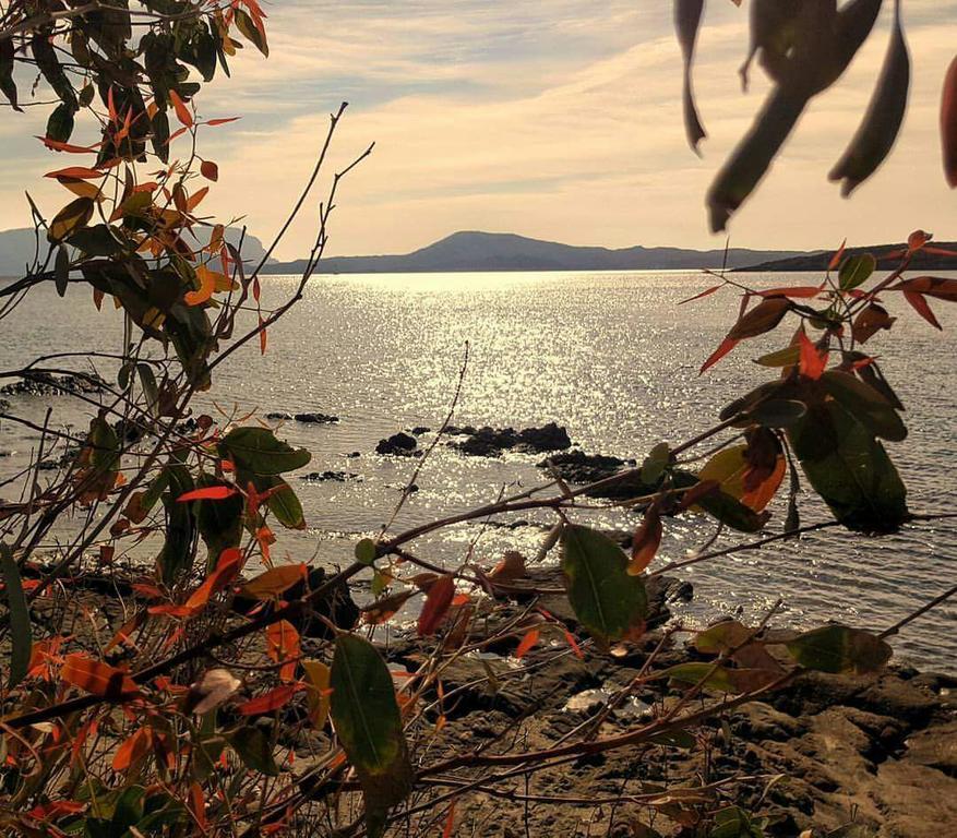 Il Fenicottero Rosa Villa Olbia Bagian luar foto